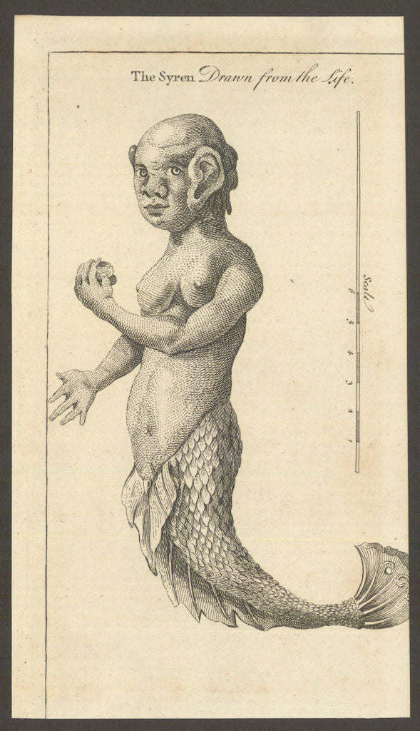The Syren drawn from the life. Siren. Greece. Classics 1759 old antique print